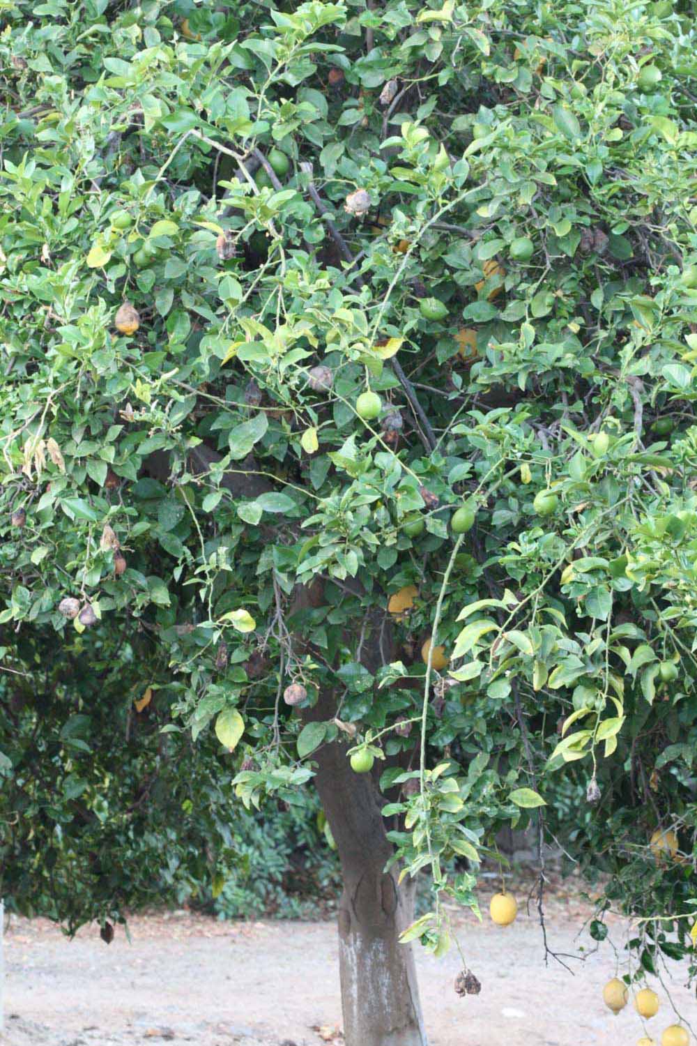            Habit (Riverside, CA)   